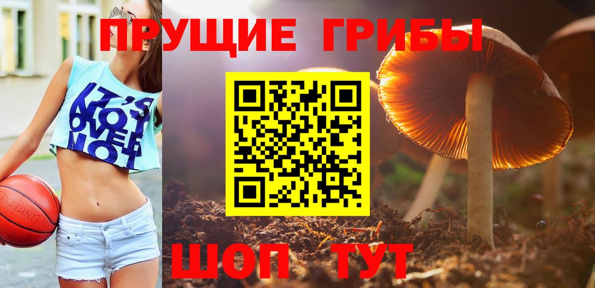Псилоцибиновые грибы GOLDEN TEACHER Малгобек